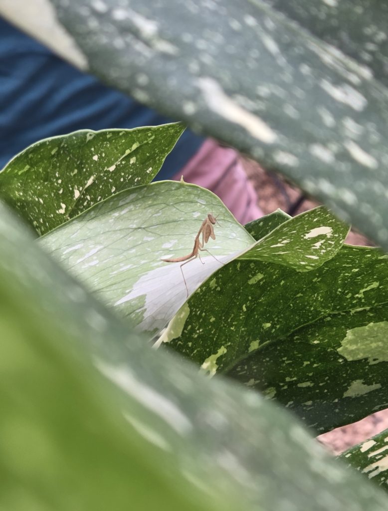 Monstera_deliciosa_Thai_Constellation_Praying_Mantis1_cut_up
