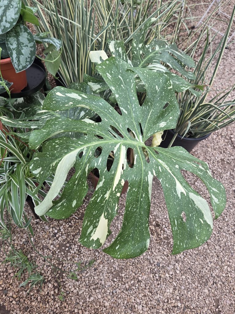 Monstera_deliciosa_Thai_Constellation_leaf_up1