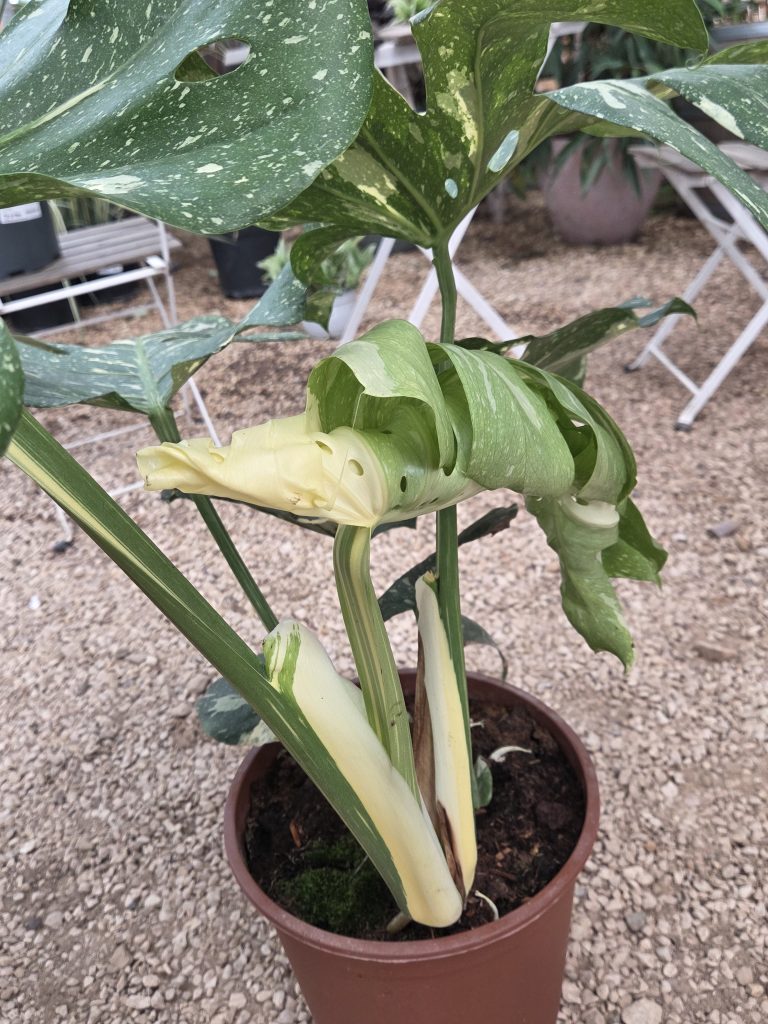 Monstera_deliciosa_Thai_Constellation_side_up1