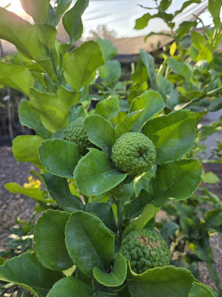 Citrus_hystrix_fruit_up2