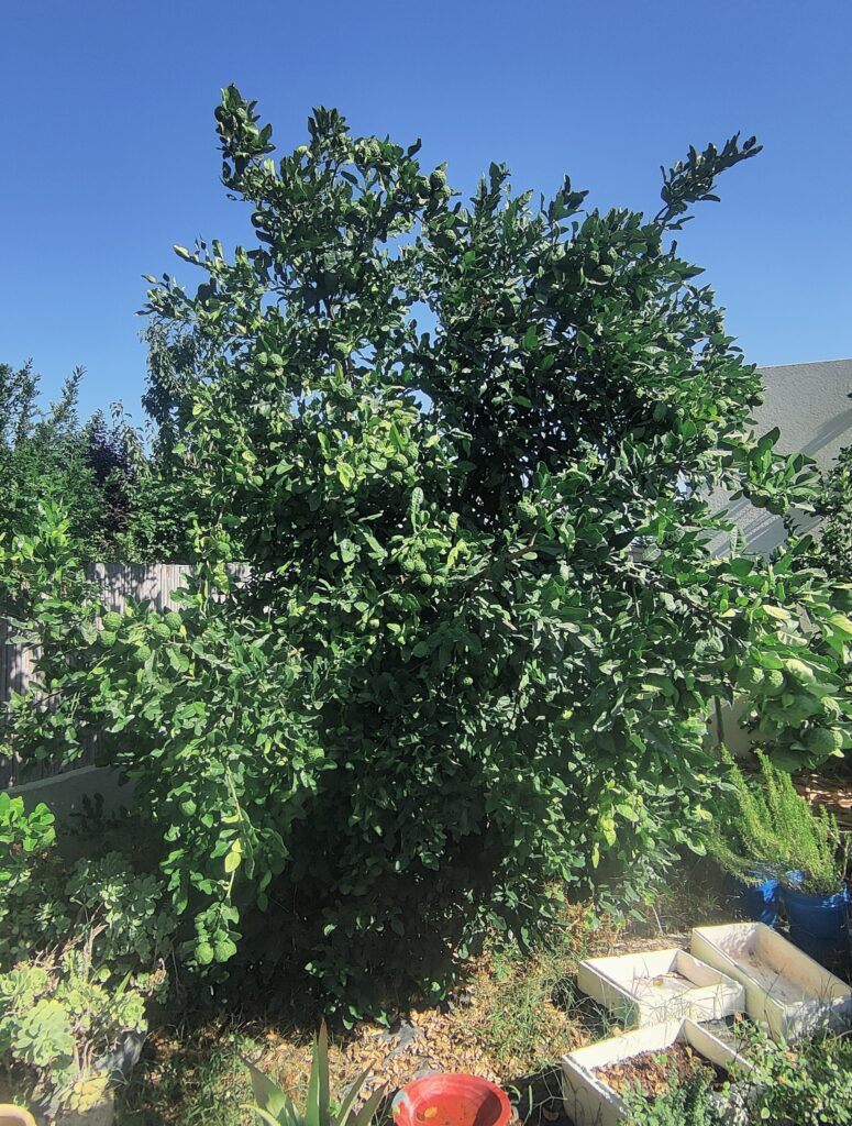 Citrus_hystrix_full1_cut_up