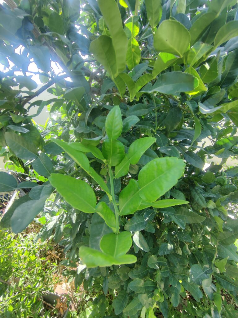 Citrus_hystrix_leaves_up1