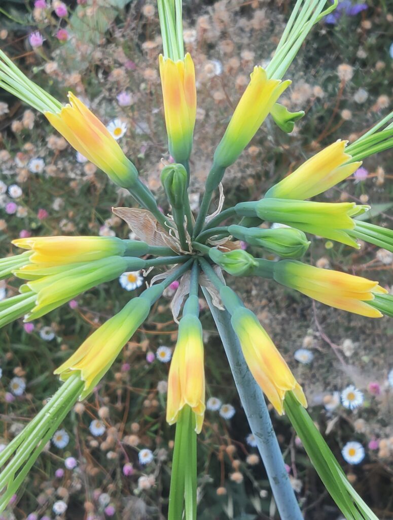 Eucrosia_aurantiaca_flowers_close_cut_up