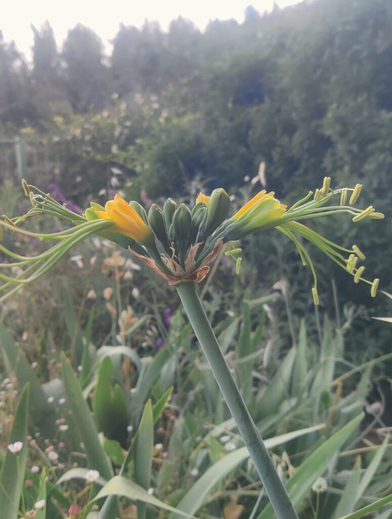 Eucrosia_aurantiaca_flowers_profile_cut_up