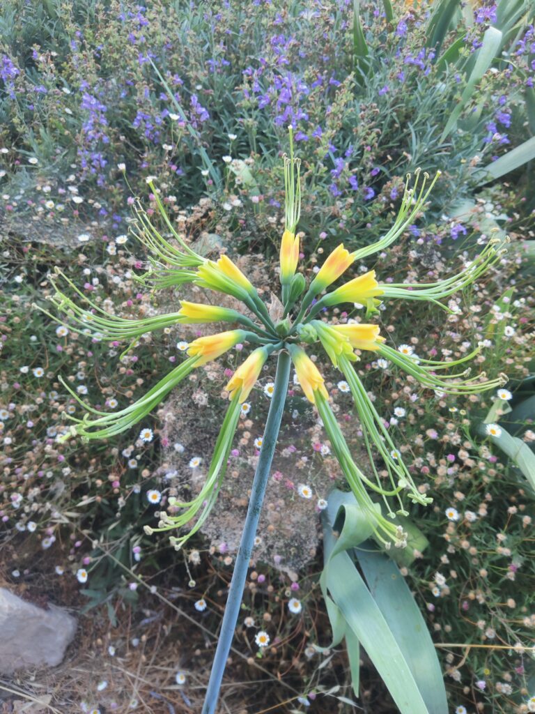 Eucrosia_aurantiaca_flowers_up1