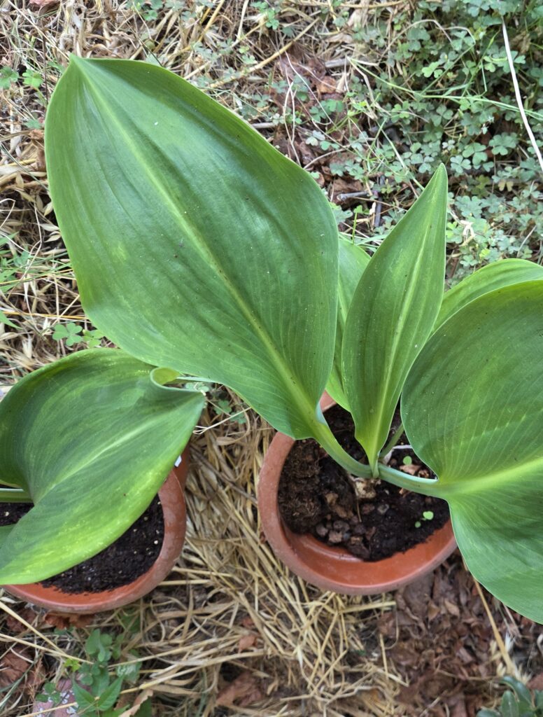 Eucrosia_aurantiaca_leaves_cut_up