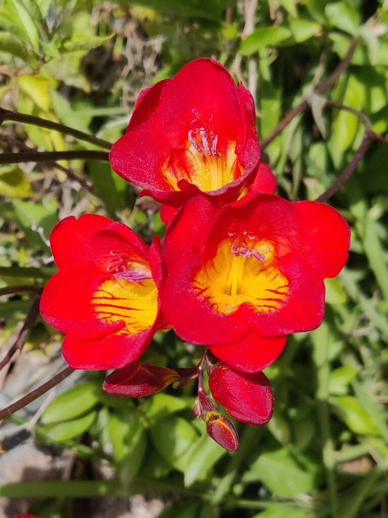 Freesia_hybrids_flowers_red1_cut_up