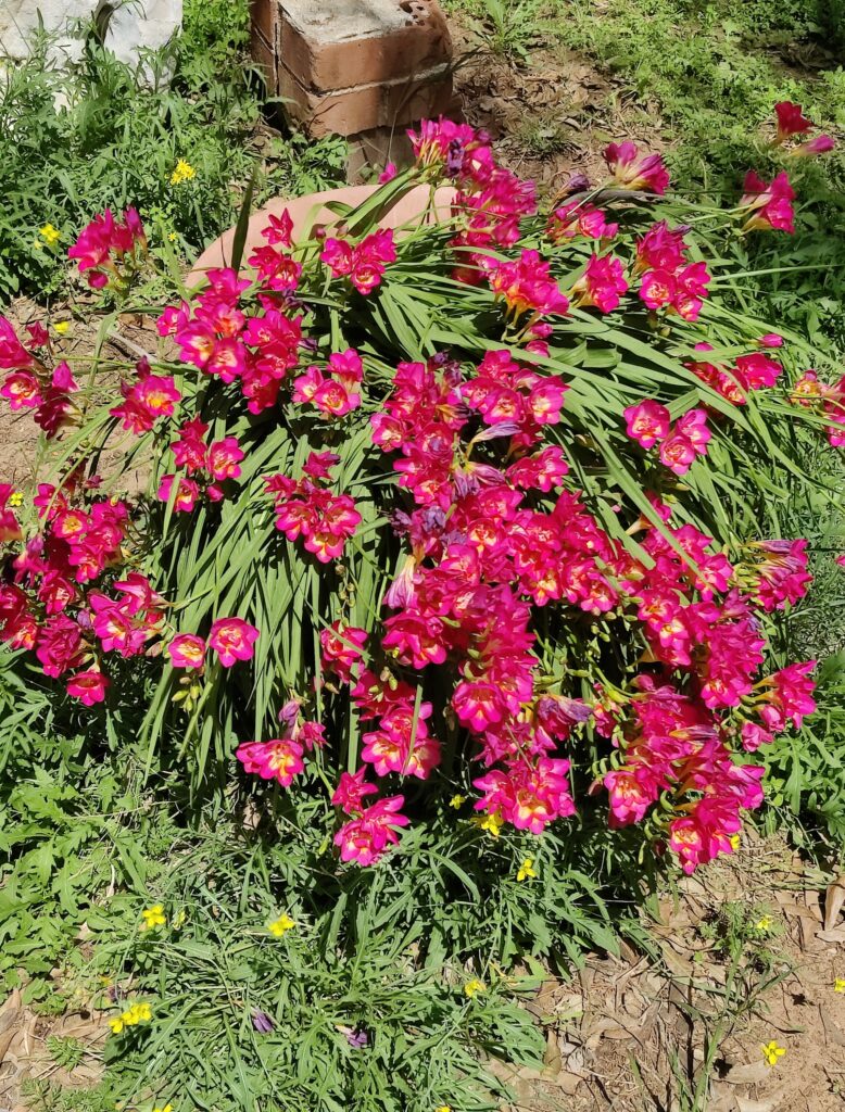 Freesia_hybrids_full_dark_pink1_cut_up
