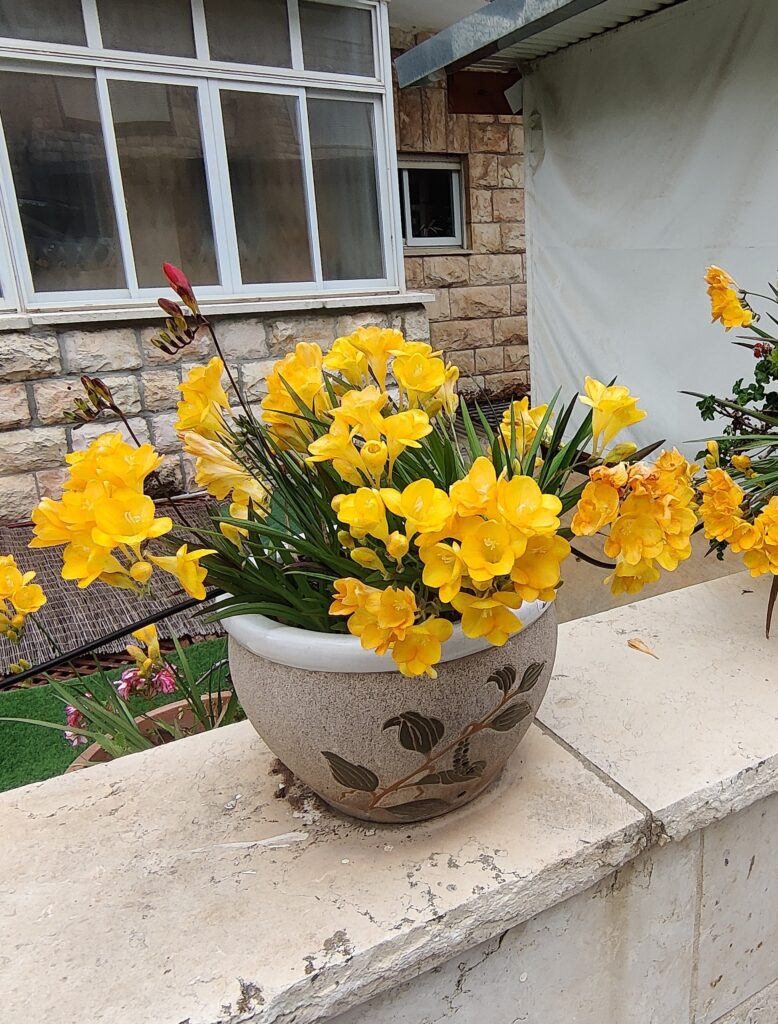 Freesia_hybrids_full_yellow1_cut_up